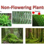 Non-Flowering Plants