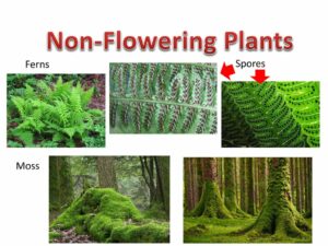 Non-Flowering Plants