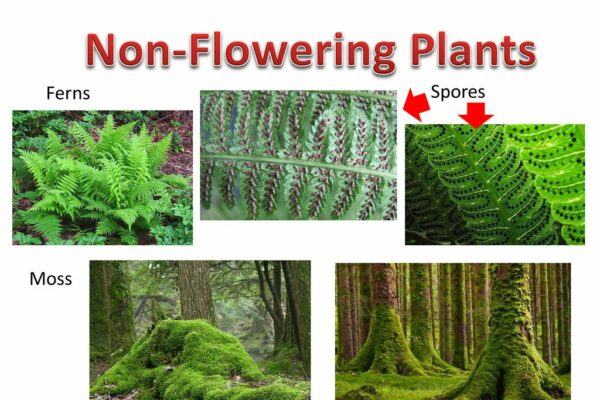 Non-Flowering Plants