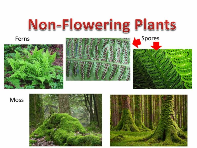 Non-Flowering Plants